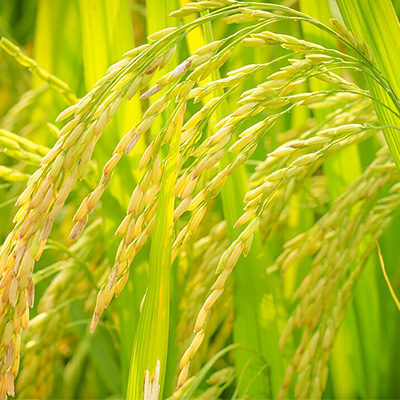 辽阳新特现代农业园区水稻二次喷硒工作圆满结束