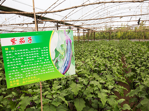 辽阳新特现代农业园区做大做强绿色蔬菜产业